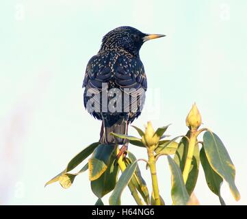 Europäischen Star (Sturnus Vulgaris) von hinten gesehen posiert in eine Magnolie Stockfoto