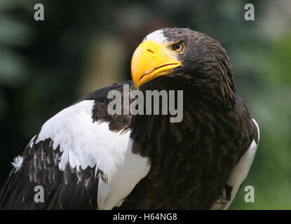 East Asian Steller Seeadler (Haliaeetus Pelagicus) Porträt - aka Pazifik / White-geschultert Adler Stockfoto