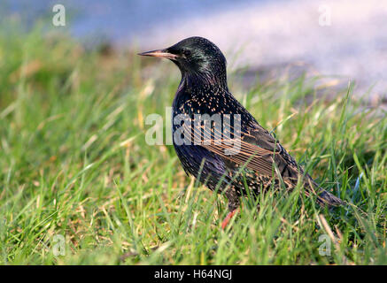 Europäischen Star (Sturnus Vulgaris) zu Fuß in den Rasen, niedrige Sicht Stockfoto