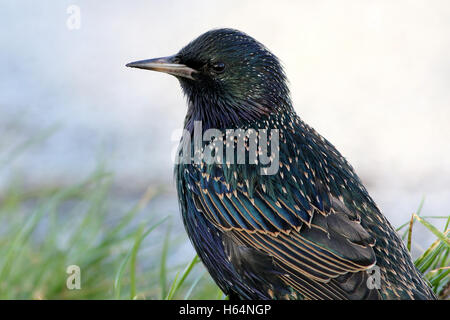 Close-up Portrait Europäische Star (Sturnus Vulgaris), im Profil gesehen Stockfoto