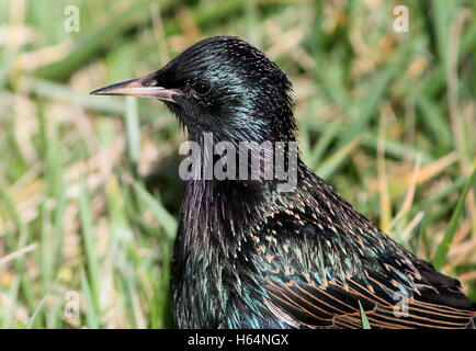 Close-up Portrait Europäische Star (Sturnus Vulgaris), im Profil gesehen Stockfoto