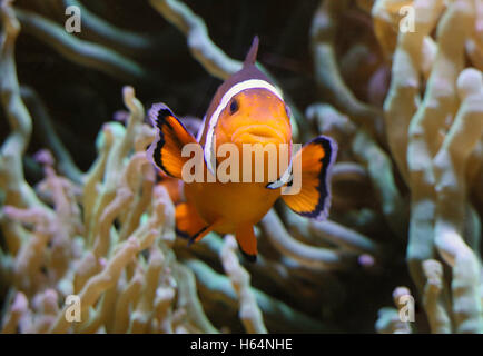 Pazifischen Ozean gemeinsame oder Ocellaris Clownfish (Amphiprion Ocellaris) Stockfoto