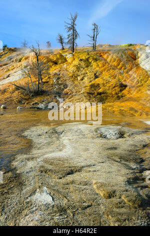 Tote Bäume in Mammoth Hot Springs Gebiet des Yellowstone-Nationalpark, Wyoming Stockfoto