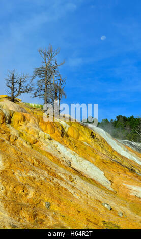 Tote Bäume und den Mond in Mammoth Hot Springs Gebiet des Yellowstone-Nationalpark, Wyoming Stockfoto