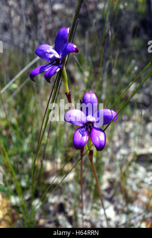 Lila Emaille Orchideen (Elythranthera Brunonis) im Busch in der Nähe von Mundaring, Perth Hills, West-Australien Stockfoto