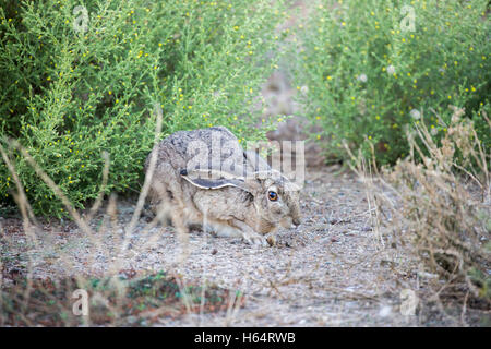 Schwarz-angebundene Jackrabbit - Lepus californicus Stockfoto