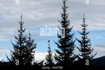 Ein Northern Hawk Owl (Surnia Ulula) auf einem Baum im Parc de la Gaspesie, Quebec, Kanada Stockfoto