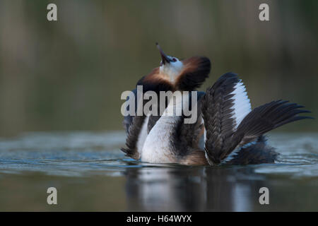 Haubentaucher ( Podiceps cristatus ), Nahaufnahme, Schwimmen, Balzverhalten, Katzenhaltung, Tierwelt, Europa. Stockfoto