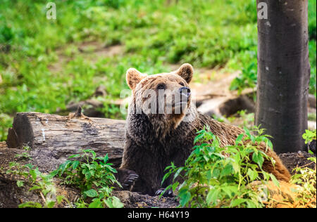 Braunbär aus den Karpaten, Rumänien. Stockfoto