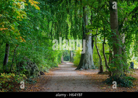 Fußweg in einen Buchenwald, Konstanz, Baden-Württemberg, Deutschland Stockfoto