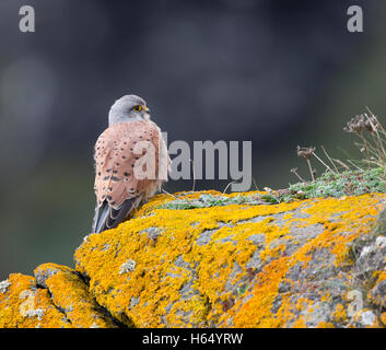 Turmfalke, Falco Tinnunculus, hocken auf einer Klippe Flechten bedeckt in Cornwall, Großbritannien Stockfoto