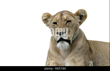 Afrikanischer Löwe, Panthera Leo, einzelne weibliche Kopf geschossen, Tansania Stockfoto