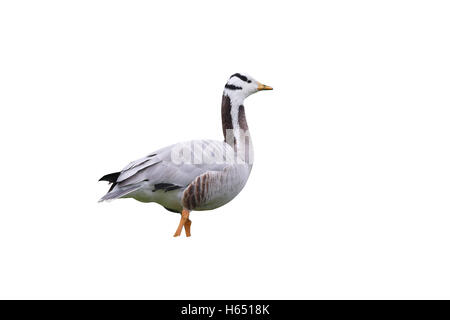 Unter der Leitung von Bar Gans, Anser Indicus, einziger Vogel auf dem Rasen, wilden, London, Mai 2013 Stockfoto