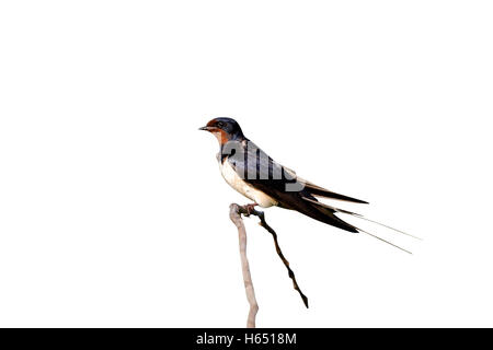 Rauchschwalbe Hirundo Rustica, einziger Vogel auf Zweig, Bulgarien, Juni 2012 Stockfoto