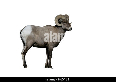 Dickhornschafe, Puma Concolor, Yellowstone-Nationalpark, USA Stockfoto