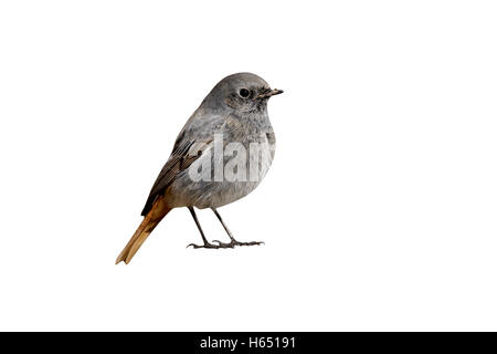 Black Redstart, Phoenicurus Ochruros, Männlich, Midlands, Winter Stockfoto