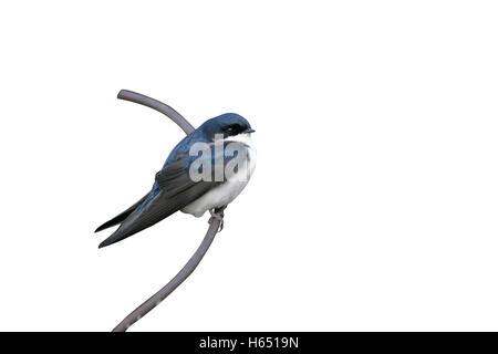 Blau-weiß Schwalbe Notiochelidon Cyanoleuca, einziger Vogel auf Zaun, Brasilien Stockfoto