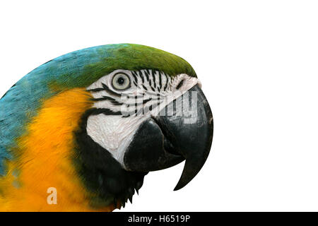 Blau-gelbe Ara, Ara Ararauna, einziger Vogelkopf geschossen, Brasilien Stockfoto