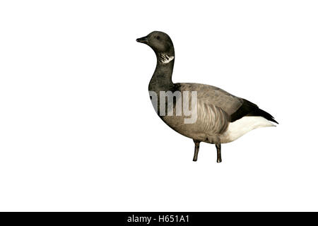 Brent Goose, dunkel-bellied, Branta Bernicla, in Wasser in Norfolk Stockfoto