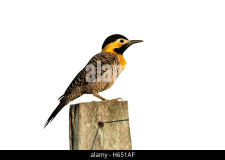 Campo-Flimmern, Colaptes Campestris, einziger Vogel auf Post, Brasilien Stockfoto