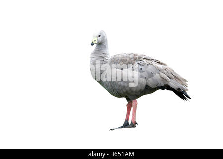 Cape kargen Gans, Cereopsis Novaehollandiae, Gras Stockfoto