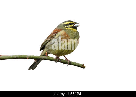 Zaunammer Bunting, Emberiza Cirlus single männlichen Gesang von einem Brombeerstrauch, Spanien, April 2008 Stockfoto