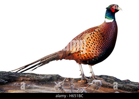 Gemeinsamen Fasan, Phasianus Colchicus, Einzel männlich auf Baumstamm, Warwickshire, November 2011 Stockfoto