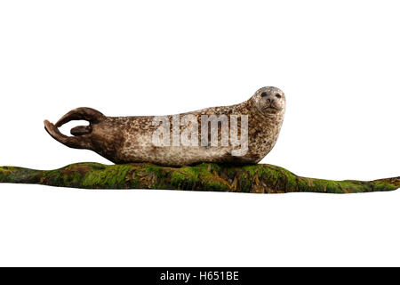 Seehunde, Phoca Vitulina, Schottland Stockfoto