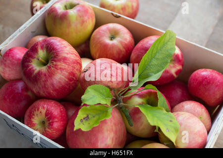 Äpfel in einer Holzkiste Stockfoto