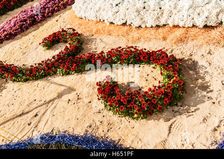 Herbst Chrysantheme Ausstellung in Kiew, Ukraine, 2016. Stockfoto