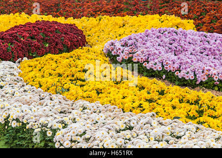 Herbst Chrysantheme Ausstellung in Kiew, Ukraine, 2016. Stockfoto