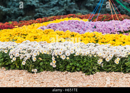 Herbst Chrysantheme Ausstellung in Kiew, Ukraine, 2016. Stockfoto
