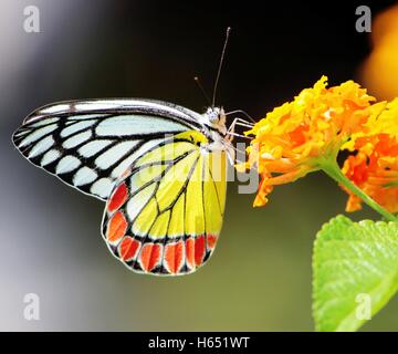 Schmetterling, gemeinsame Isebel, Delias Eucharis Pieridae, Honig aus der Blume, saugen zu bestäuben, Nahaufnahme - Schmetterlinge von Indien Stockfoto