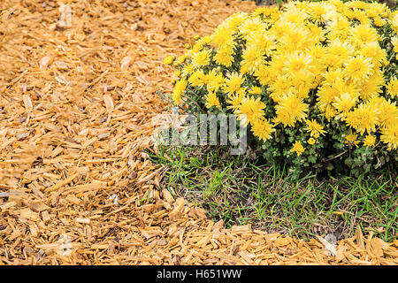 Hintergrund mit frischen Wiesen und gelben Chrysanthemen. Stockfoto