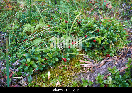 Preiselbeeren Beeren Vaccinium Vitis-Idaea im sibirischen Wald Stockfoto