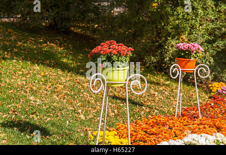 Frische bunte Chrysanthemen im Blumentopf in Garten. Stockfoto