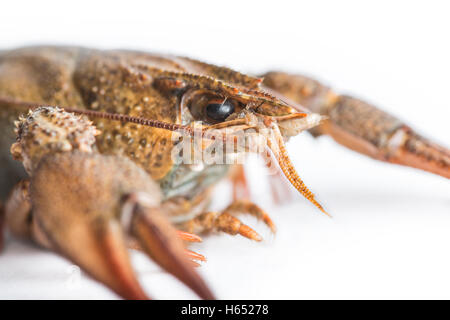 Live Krebse hautnah auf einem weißen Hintergrund. Stockfoto