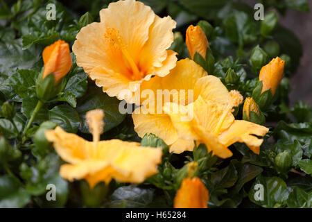 blühenden Hibiskus Strauch mit gelben Blumen Stockfoto