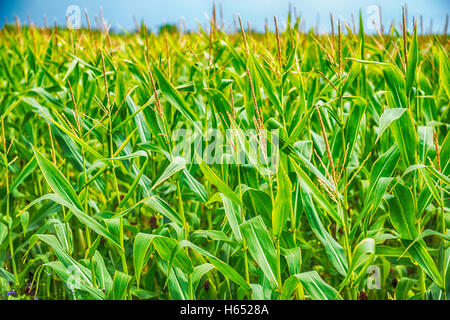 Nahaufnahme von fast Reife biologisch angebauten Silomais mit männlichen und weiblichen Blüten sind mit einem blauen Himmel in der Summ kontrastierenden Stockfoto