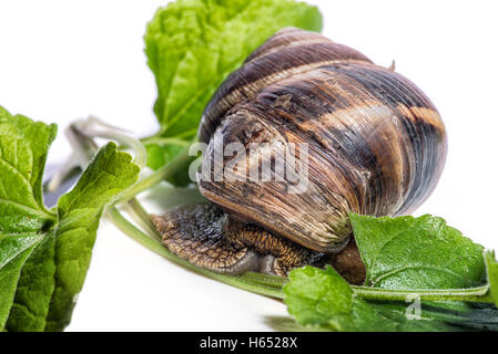 Schnecke mit grünen Blättern auf einem weißen Hintergrund Stockfoto