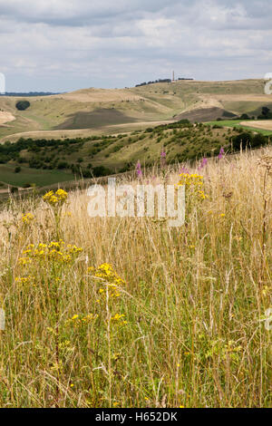 Lansdowne Denkmal auf Cherhill downs Wiltshire UK Stockfoto