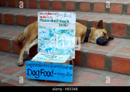 Hund im Wat Phra, die Doi Suthep, Chiang Mai, Thailand Stockfoto