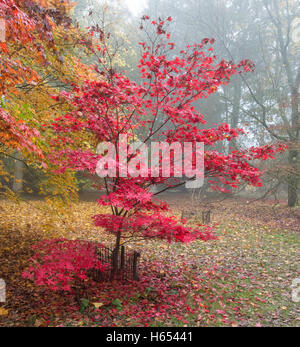 Lebhafte rote Acer im Herbst Stockfoto