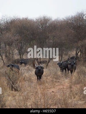 Afrikanischer Büffel in Tarangire Nationalpark Tansania Stockfoto