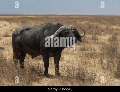 Afrikanischer Büffel in der Ngorongoro Krater, Tansania Stockfoto