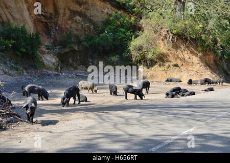 Korsischen Schweine in der Nähe der Bergstraße Stockfoto