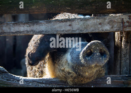 Nahaufnahme auf des Schweines Schnauze Stockfoto