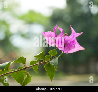 Blume-Sommer in Vietnam Stockfoto