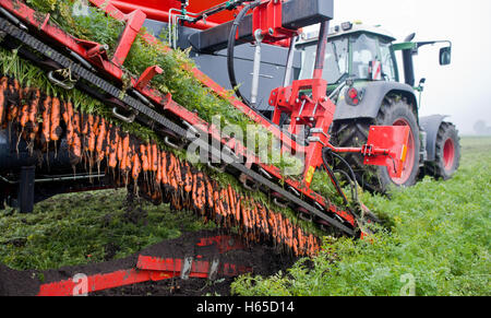 Hildesheim, Deutschland. 24. Oktober 2016. Ein Landwirt, der die BioBoerdeLand Gbr ist Bio-Karotten auf einem Feld in der Nähe von Algermissen im Landkreis Hildesheim, Deutschland, 24. Oktober 2016 Ernte. Durch das warme und trockene Wetter im Spätsommer die Karotte Erntezeit der später begann in der Region und zur Verfügung gestellt schlechterer Renditen - nach Angaben der unteren sächsischen Landwirtschaftskammer. Foto: JULIAN STRATENSCHULTE/DPA/Alamy Live-Nachrichten Stockfoto