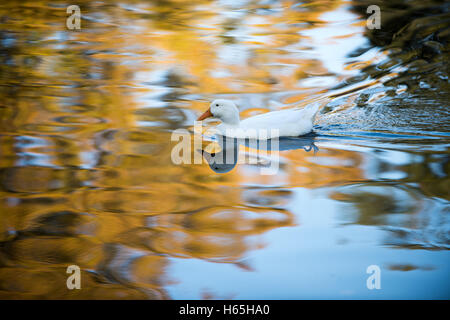 Glasgow, Schottland. 25. Oktober 2016. UK-Wetter: Enten in der Königin-Park-Teich Baden in die herbstliche Morgensonne. Stockfoto